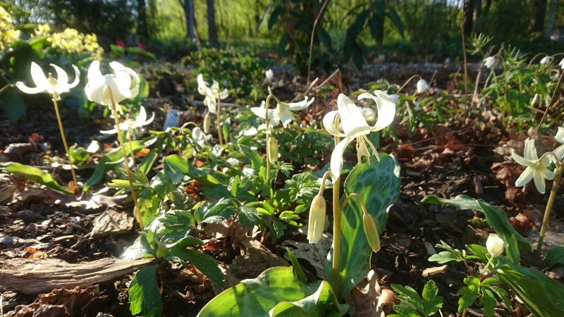 Erythronium revolutum ‘White Beauty’ Tähtikoiranhammas